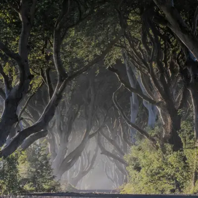 Bus to the dark hedges